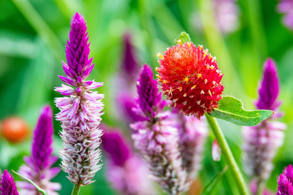 red flower in tilt shift lens