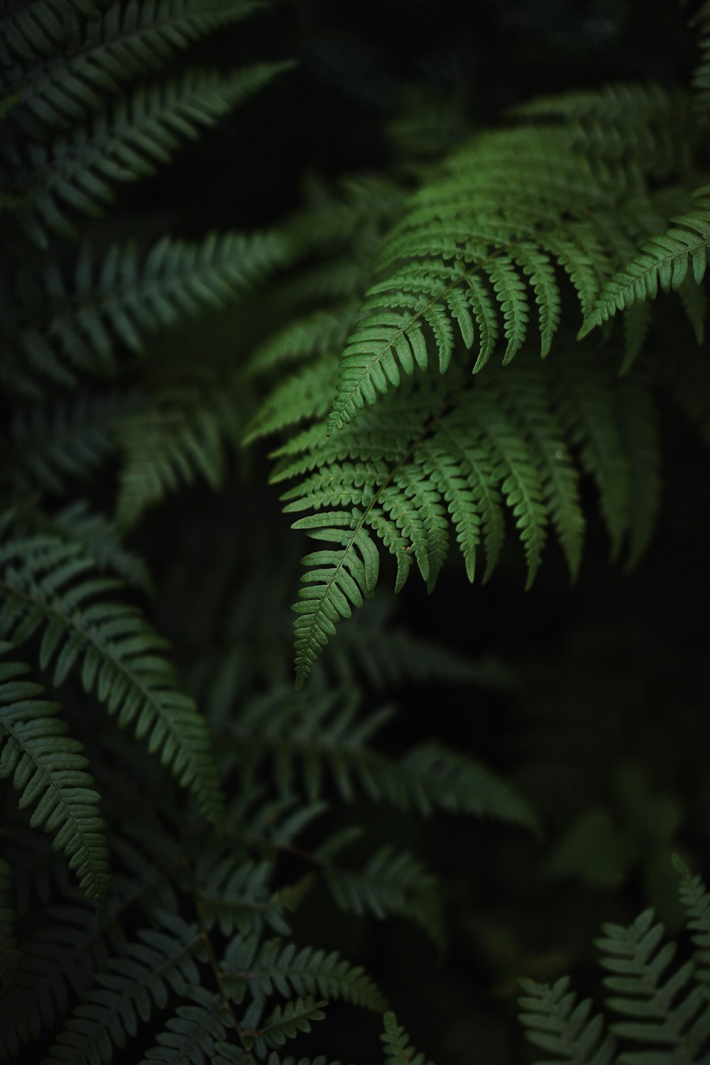 pianta di felce verde in fotografia ravvicinata