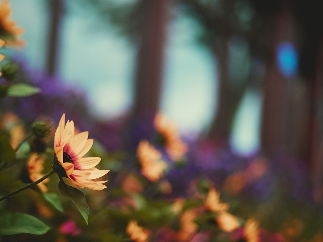 pink flower in tilt shift lens