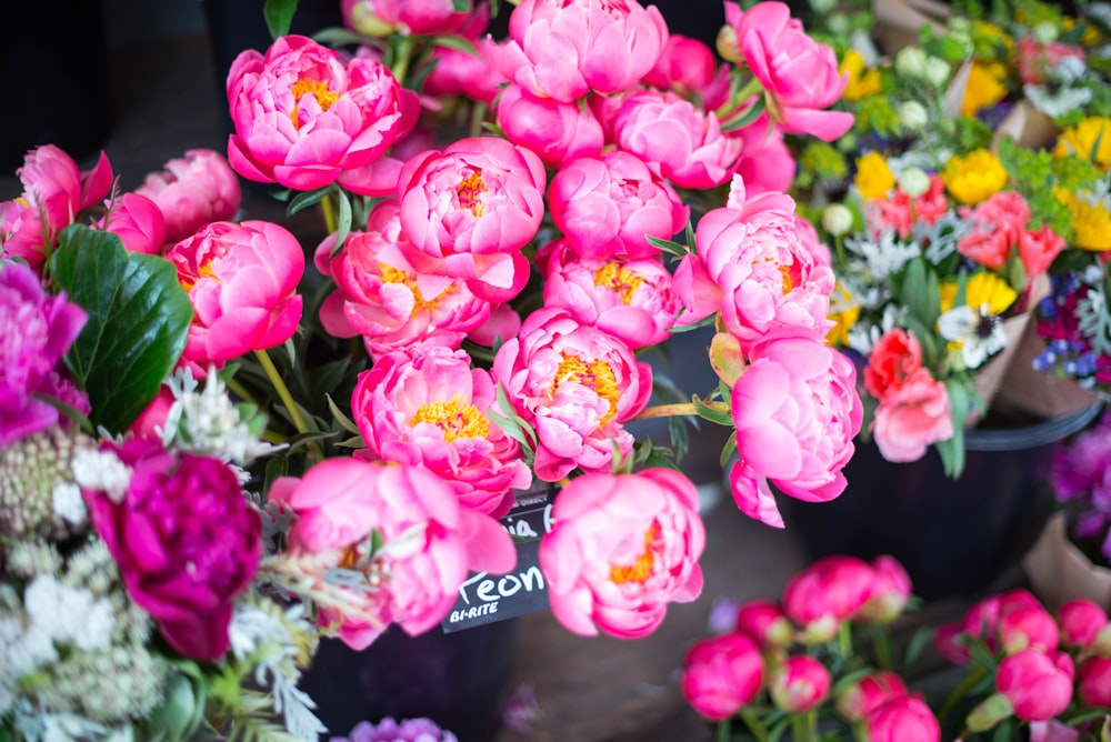 pink flowers with green leaves