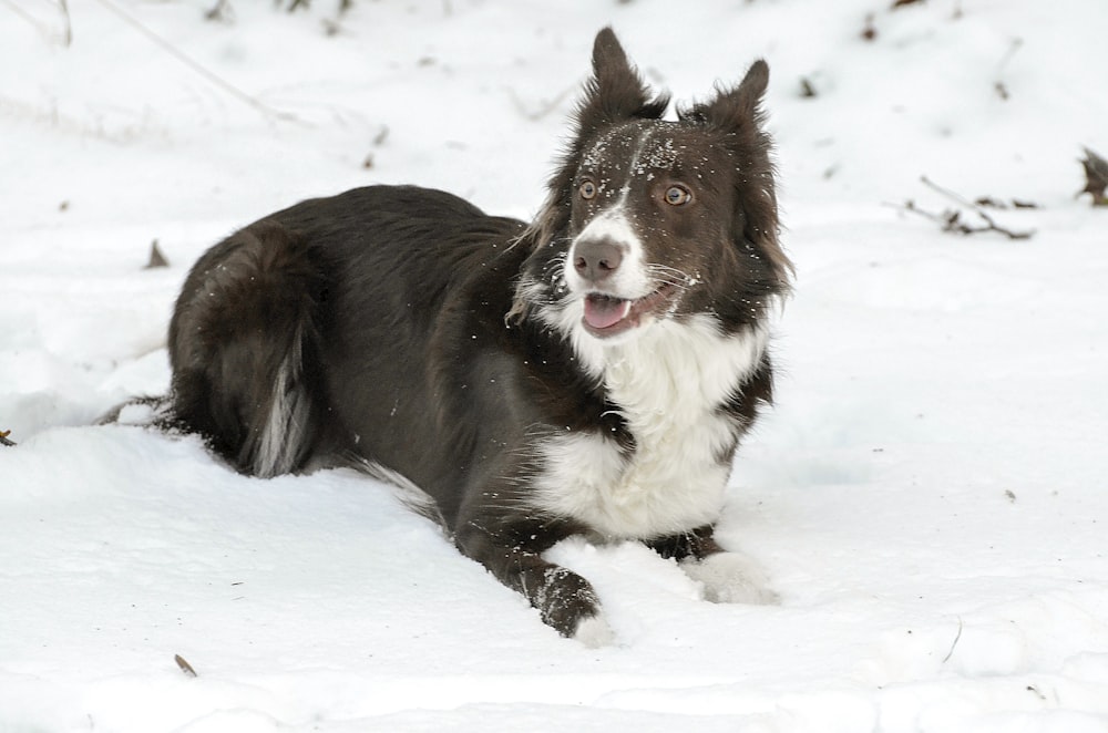 black and white border collie sitting on snow covered ground during daytime