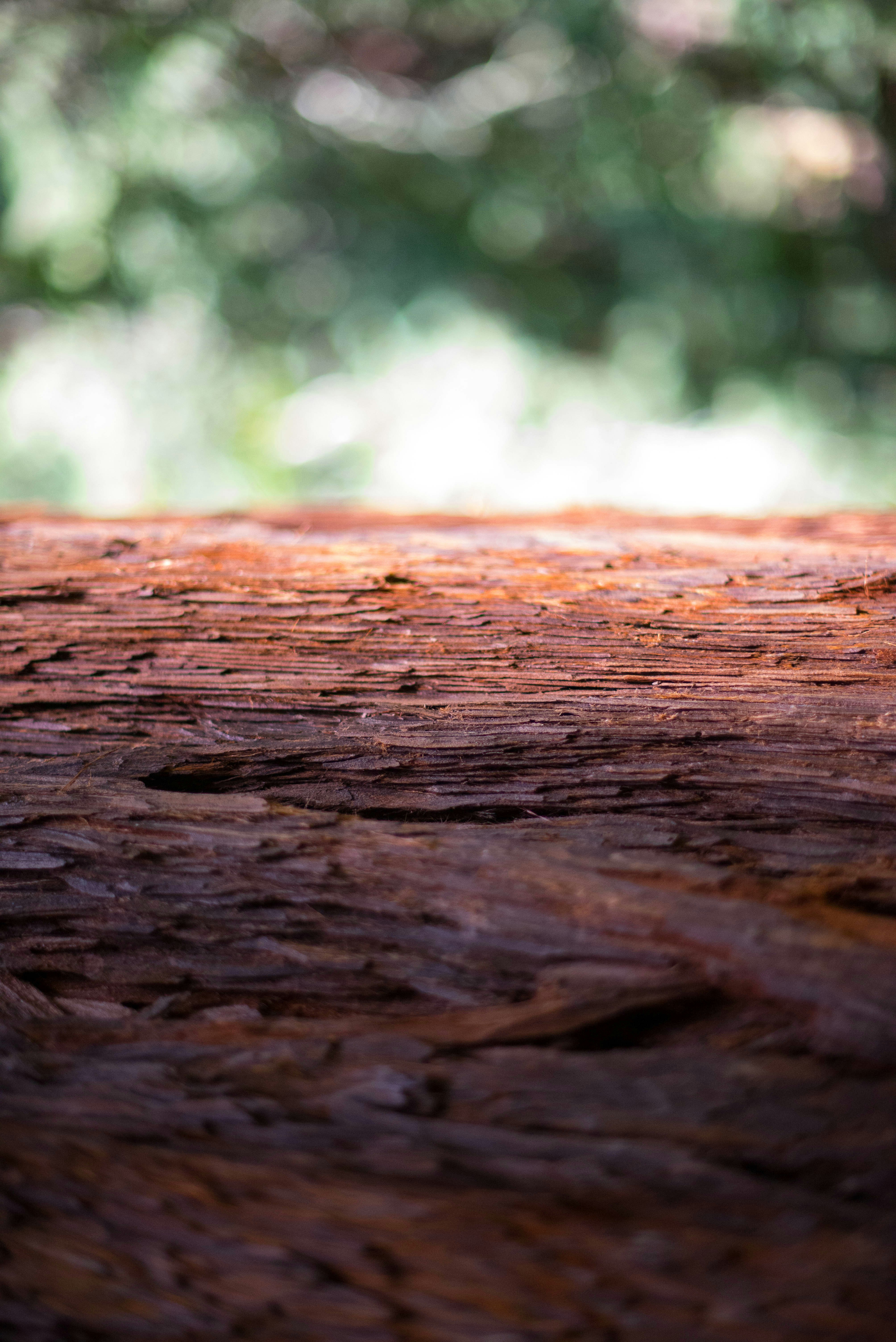 brown wood log in tilt shift lens