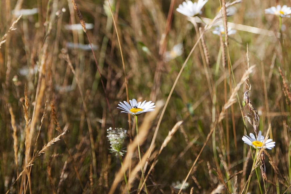 fiore bianco e blu in lente tilt shift