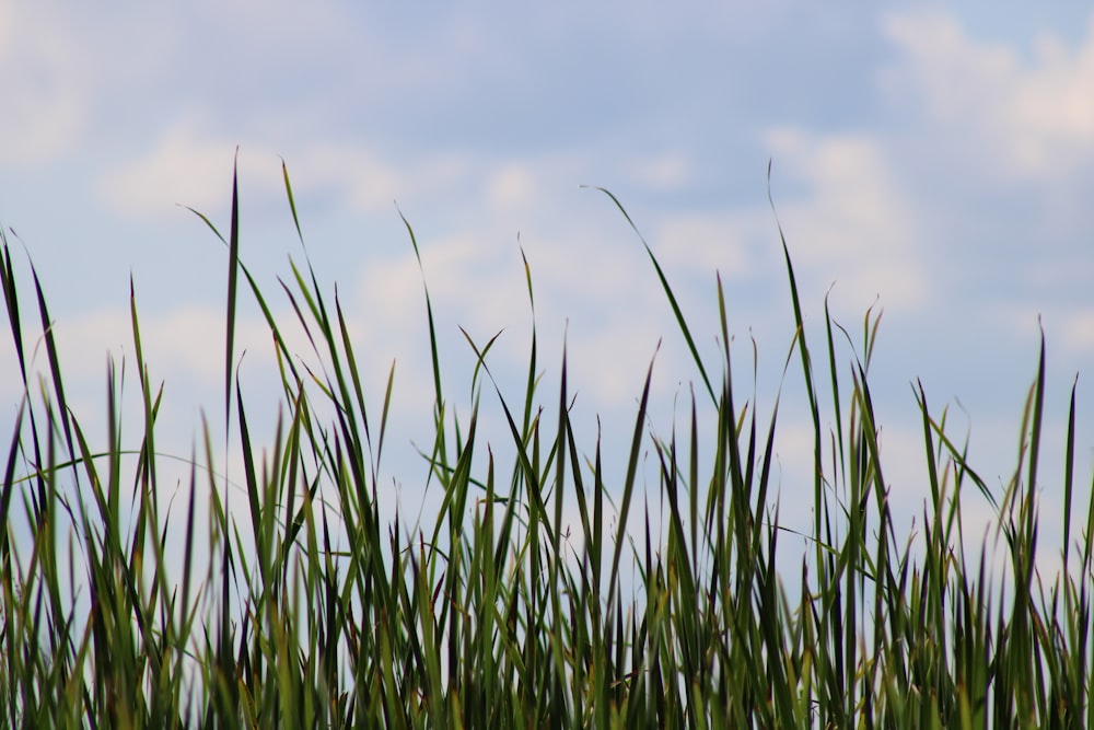 Champ d’herbe verte sous le ciel bleu pendant la journée