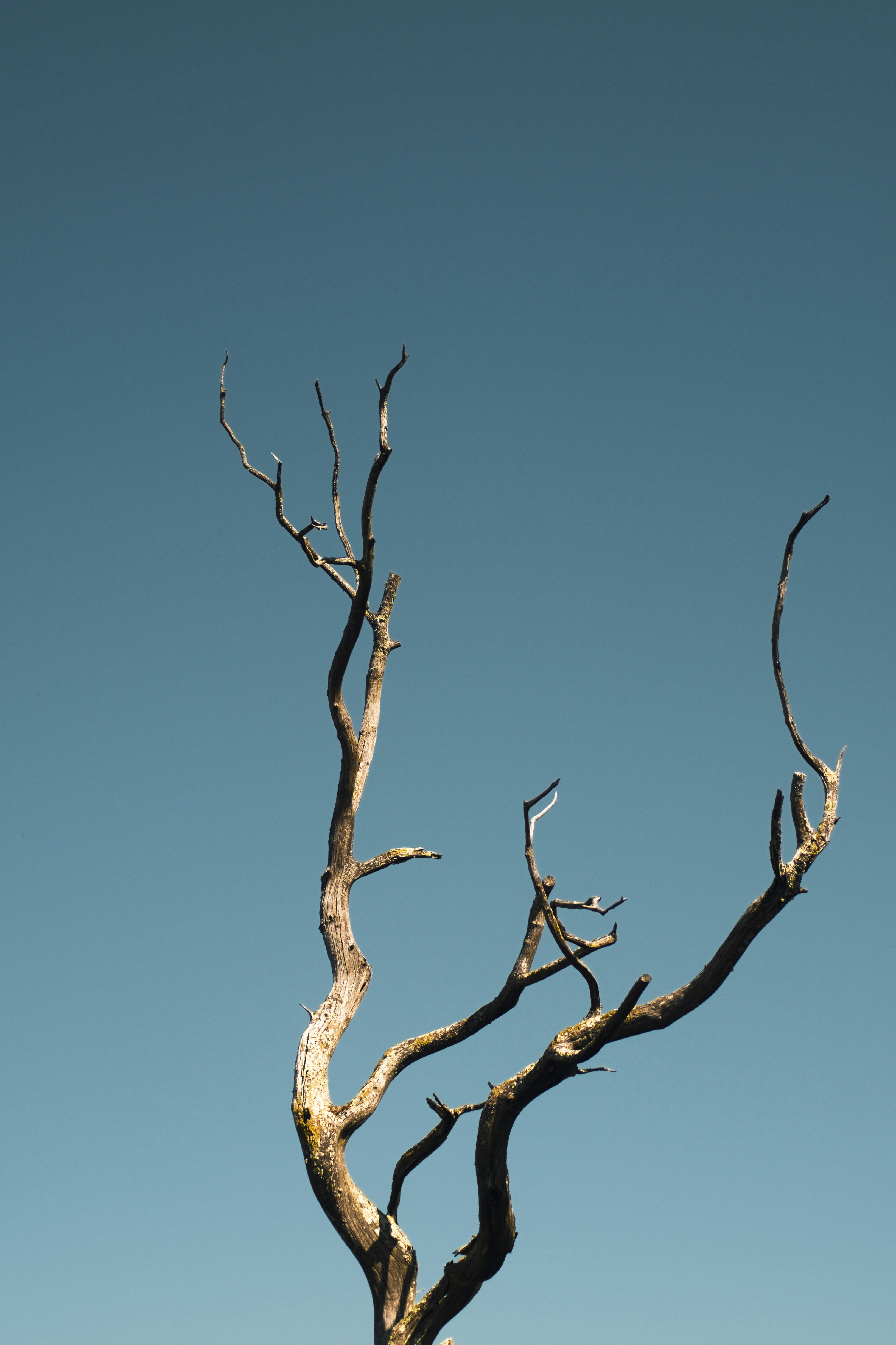 Photo by rona_dainty