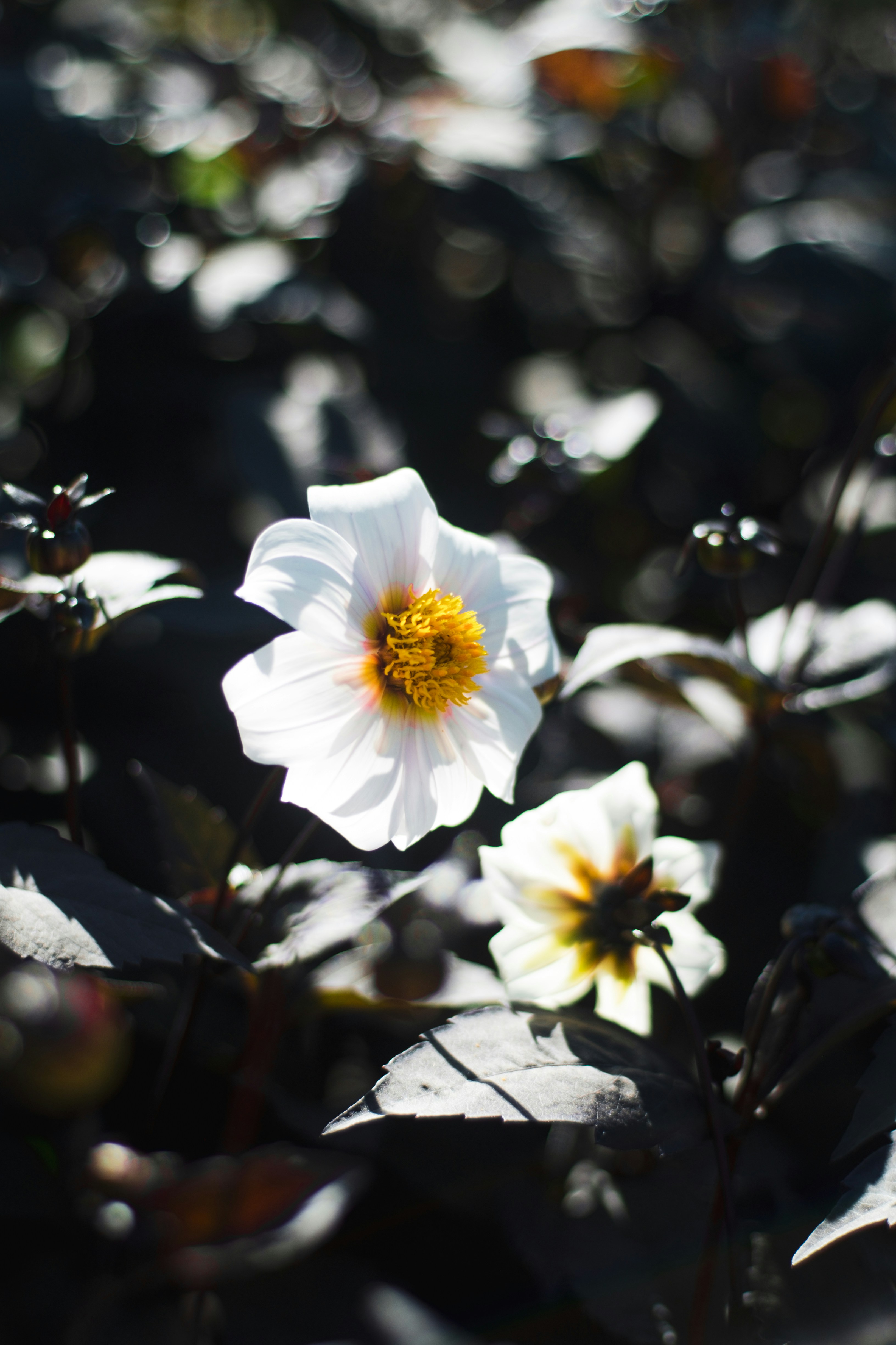 Photo by rona_dainty