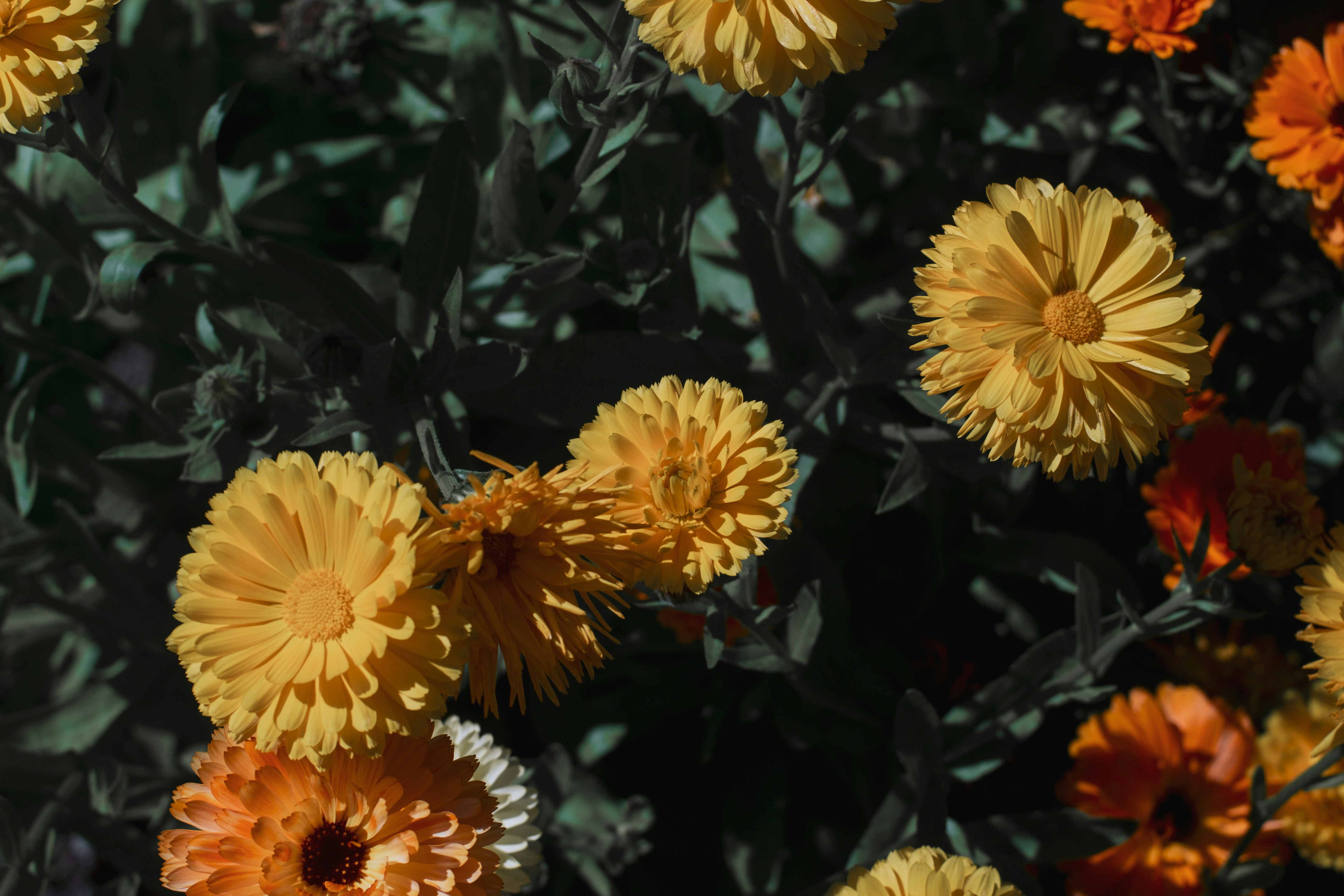 Photo by rona_dainty