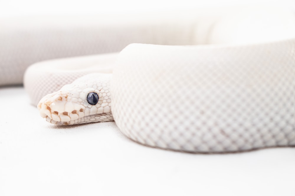 白い表面に白と茶色のヘビ