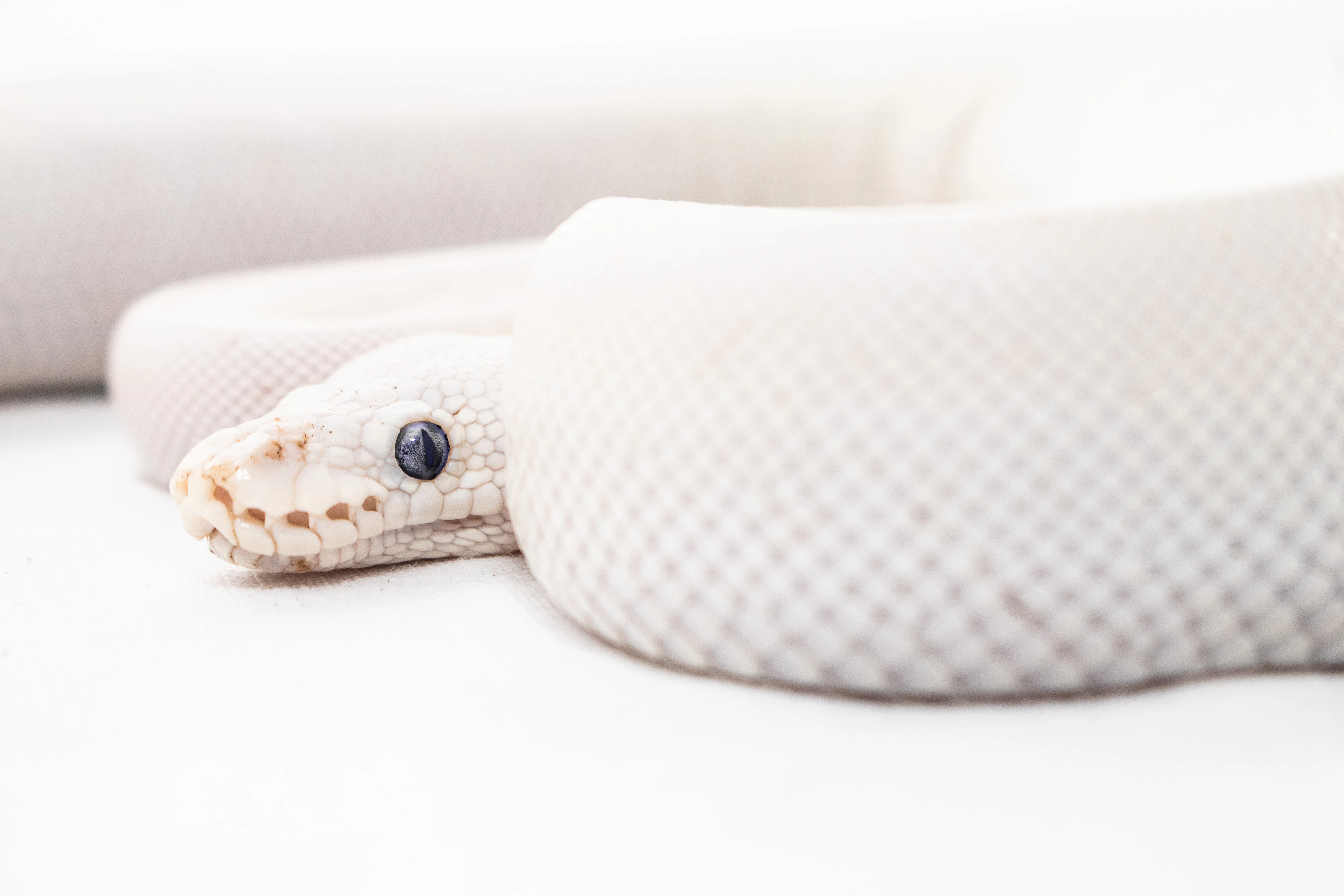 Pure white snake on a white surface
