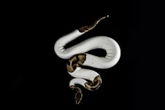 white and brown snake on black background