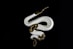 white and brown snake on black background