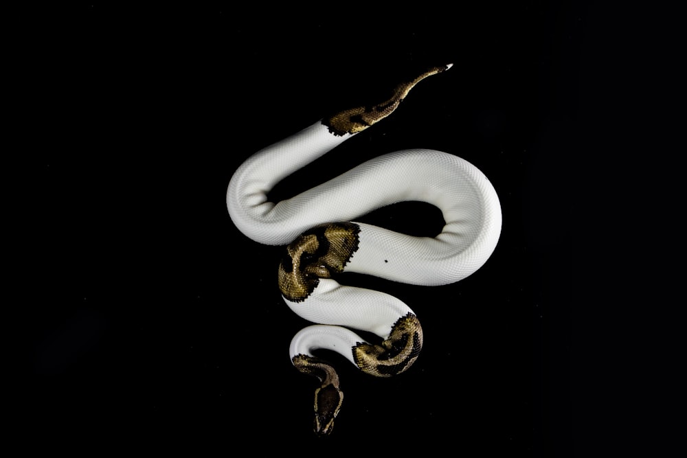 serpiente blanca y marrón sobre fondo negro