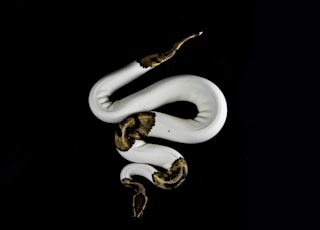 white and brown snake on black background