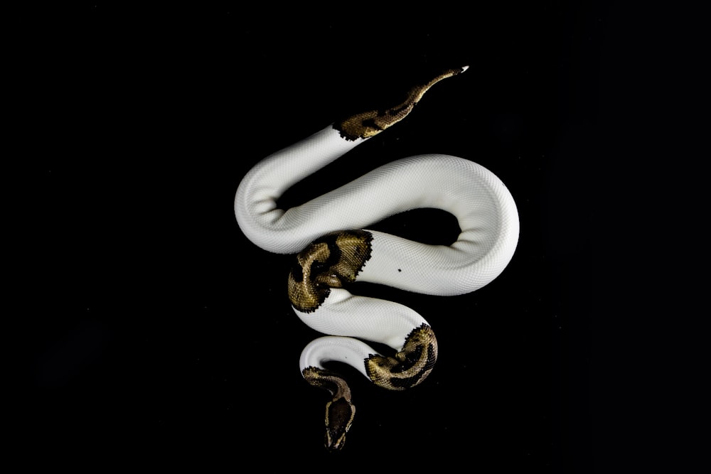 white and brown snake on black background