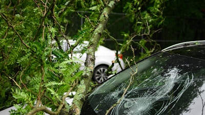 black car parked near green trees during daytime