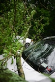 A large tree branch has fallen on a car, with the windshield visibly cracked. The vehicle is positioned amidst lush greenery, with leaves and small branches scattered around. Another car is partially visible in the background.