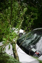 A large tree branch has fallen on a car, with the windshield visibly cracked. The vehicle is positioned amidst lush greenery, with leaves and small branches scattered around. Another car is partially visible in the background.