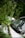 A large tree branch has fallen on a car, with the windshield visibly cracked. The vehicle is positioned amidst lush greenery, with leaves and small branches scattered around. Another car is partially visible in the background.