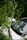 A large tree branch has fallen on a car, with the windshield visibly cracked. The vehicle is positioned amidst lush greenery, with leaves and small branches scattered around. Another car is partially visible in the background.