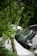A large tree branch has fallen on a car, with the windshield visibly cracked. The vehicle is positioned amidst lush greenery, with leaves and small branches scattered around. Another car is partially visible in the background.