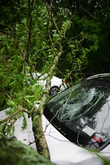 A large tree branch has fallen on a car, with the windshield visibly cracked. The vehicle is positioned amidst lush greenery, with leaves and small branches scattered around. Another car is partially visible in the background.