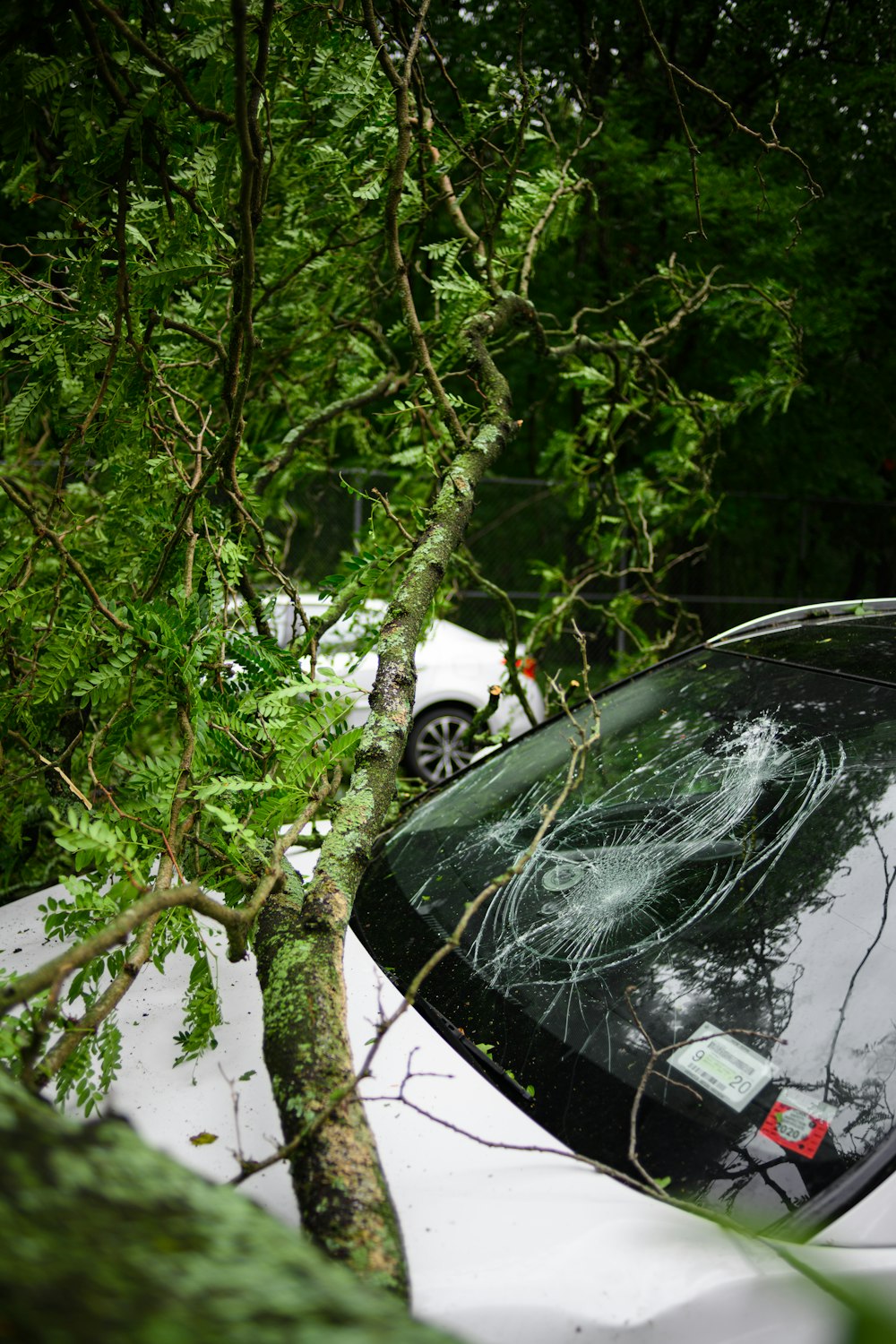 Schwarzes Auto tagsüber in der Nähe grüner Bäume geparkt