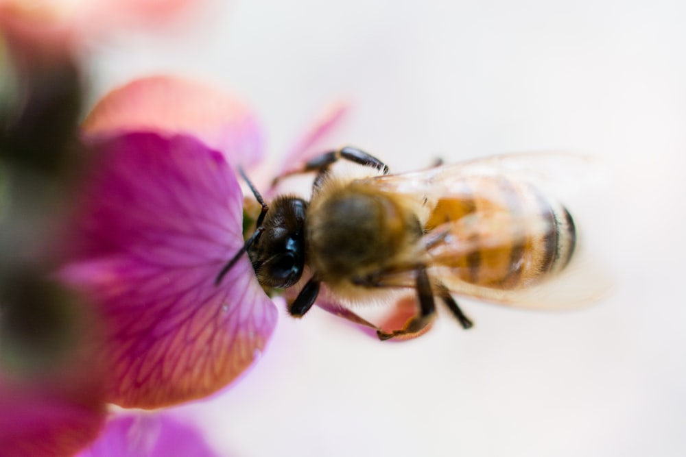 black and yellow bee on pink flower