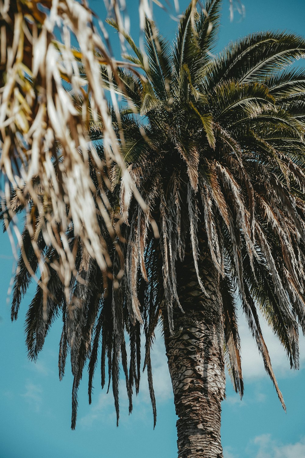 green palm tree under blue sky during daytime