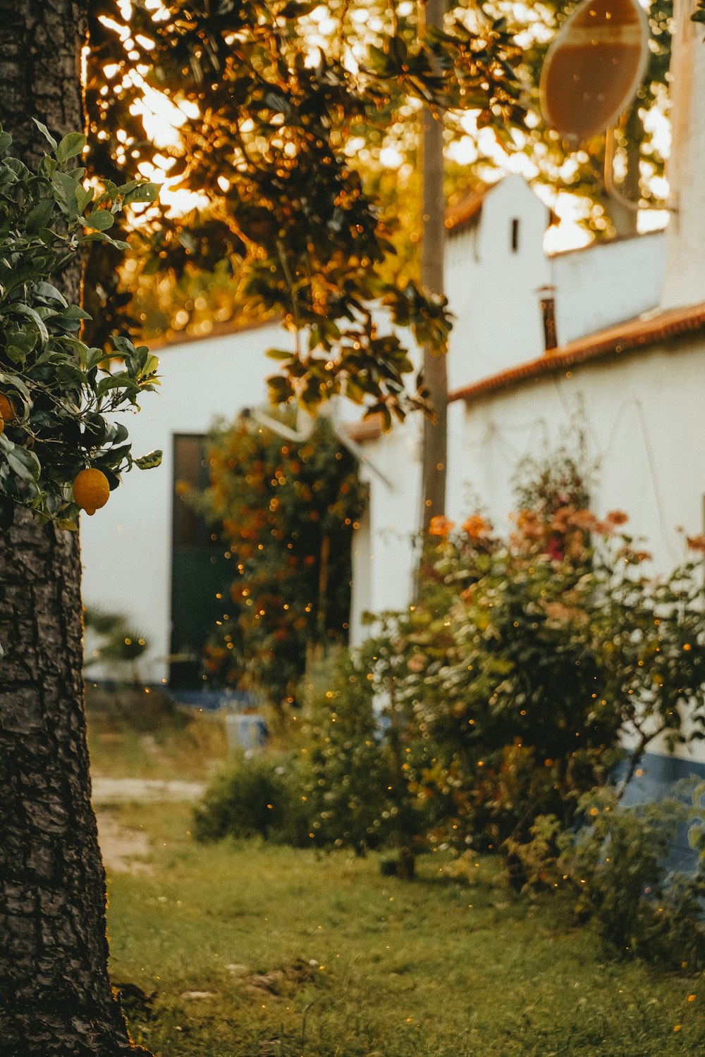 yellow fruit on tree during daytime