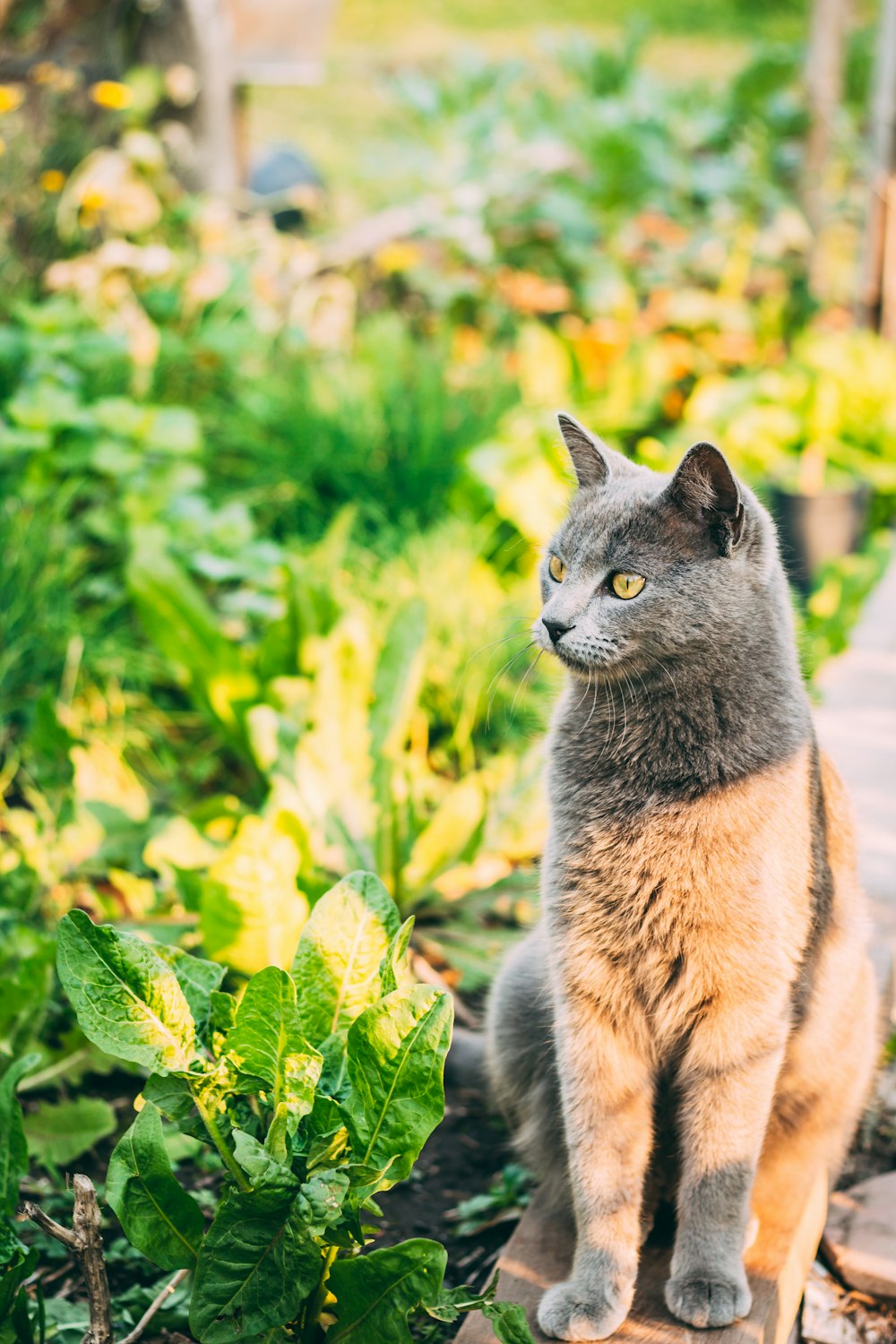 brown and black cat on green grass during daytime