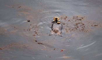 A sea otter floats on its back in calm water, surrounded by patches of seaweed. The otter appears relaxed, with its head lifted above the water's surface.