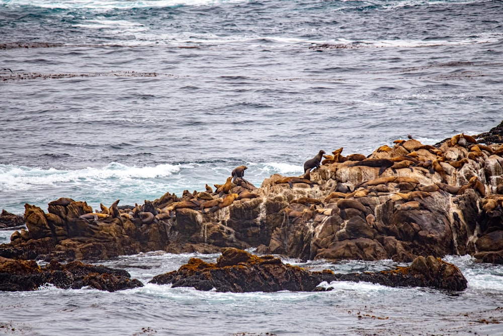 brown and black birds on brown rock formation near body of water during daytime