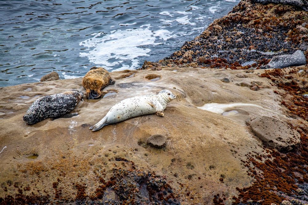 white sea lion on brown rock near body of water during daytime
