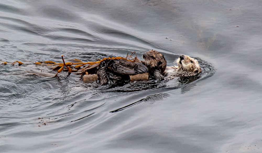 brown and white animal on water