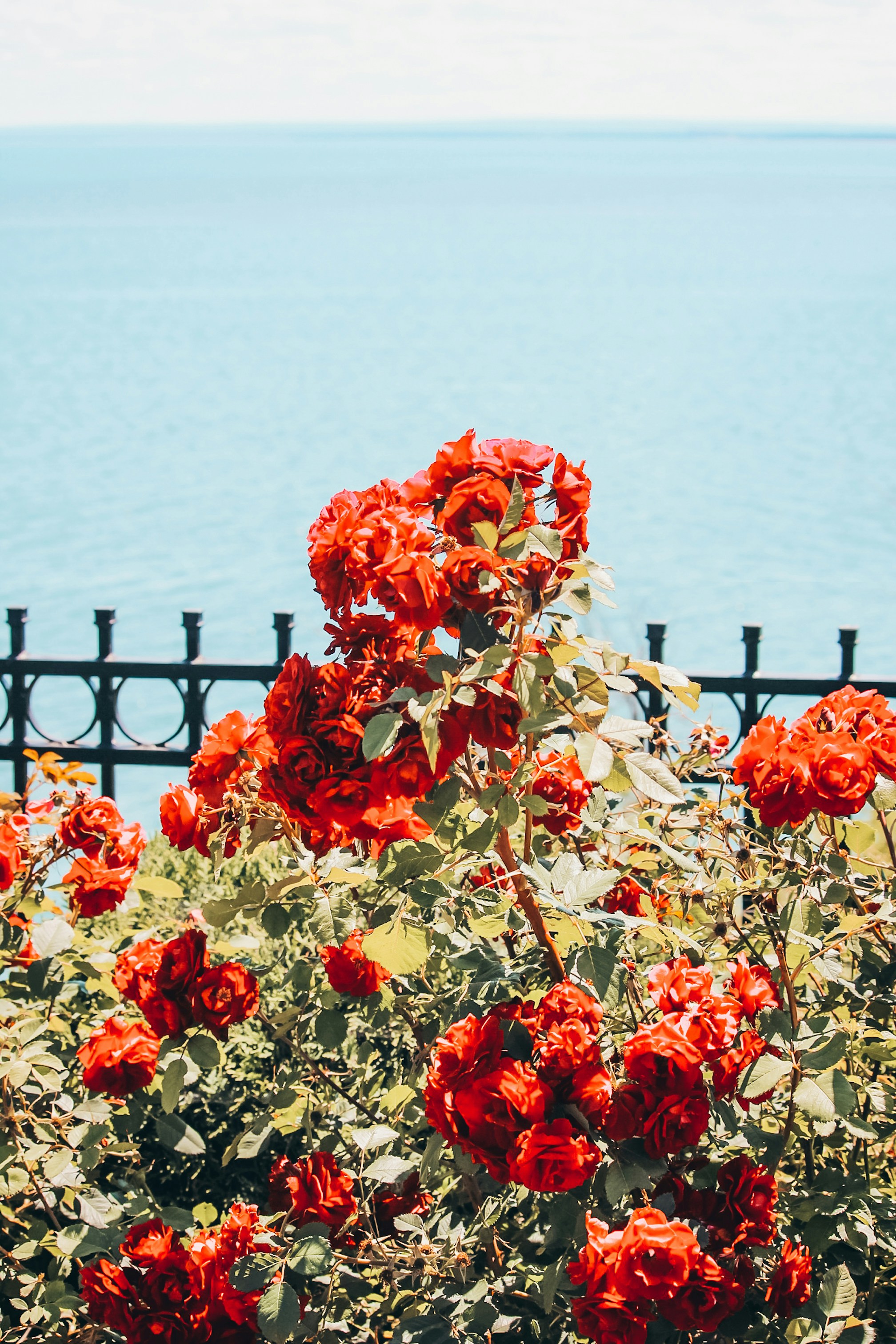 red flowers with green leaves near body of water during daytime
