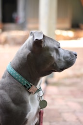 black short coat large dog