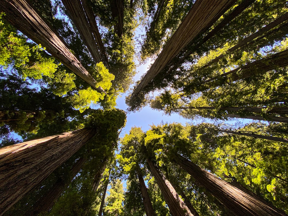 Fotografia dal basso di alberi verdi durante il giorno