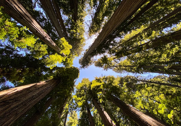 low angle photography of green trees during daytime