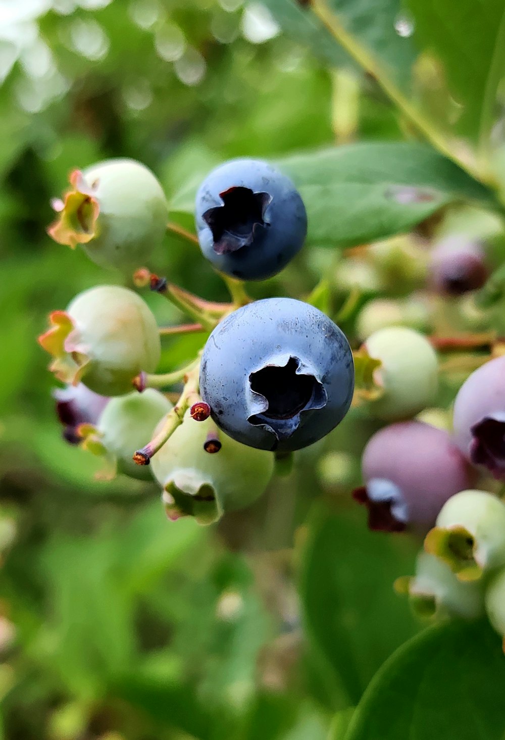 Fruta redonda blanca y negra