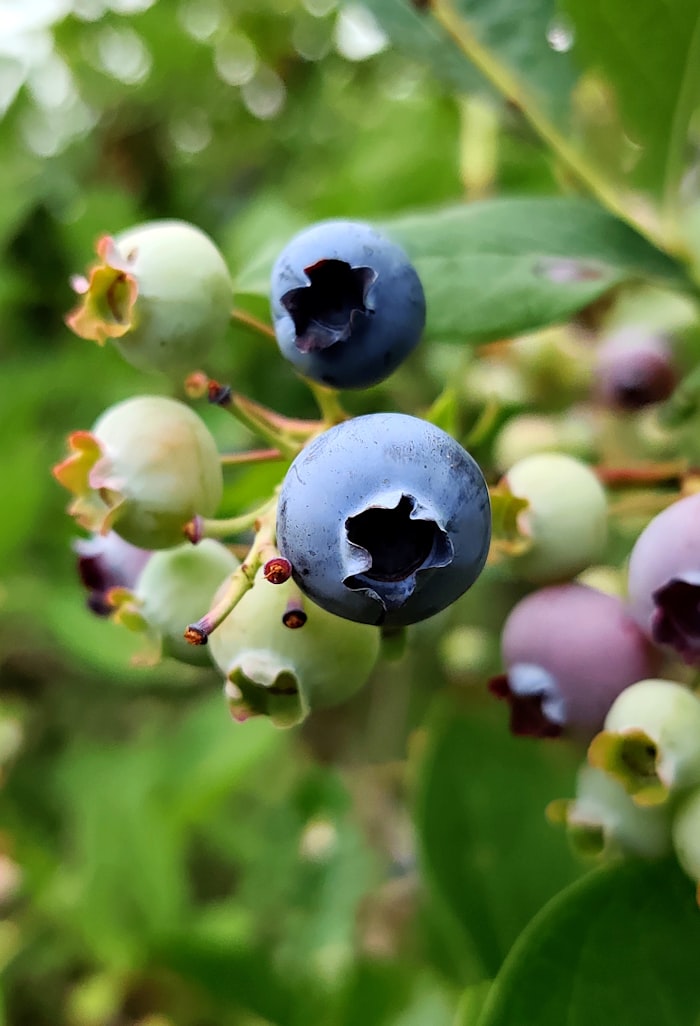 Blueberries