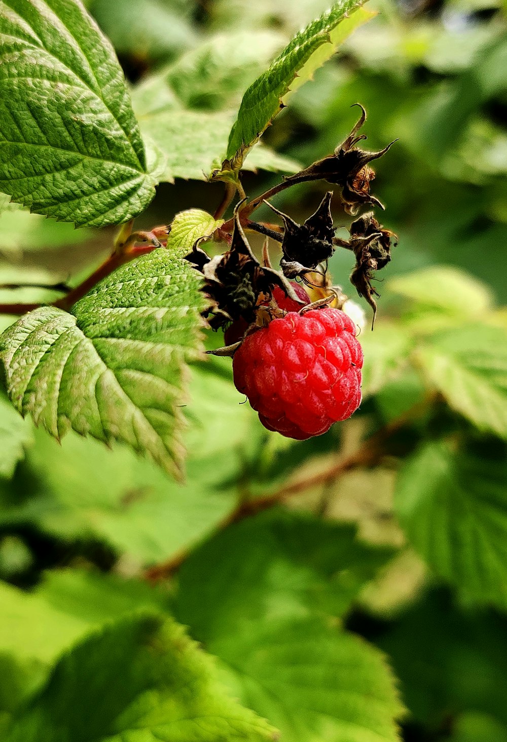 fruit rond rouge dans des feuilles vertes