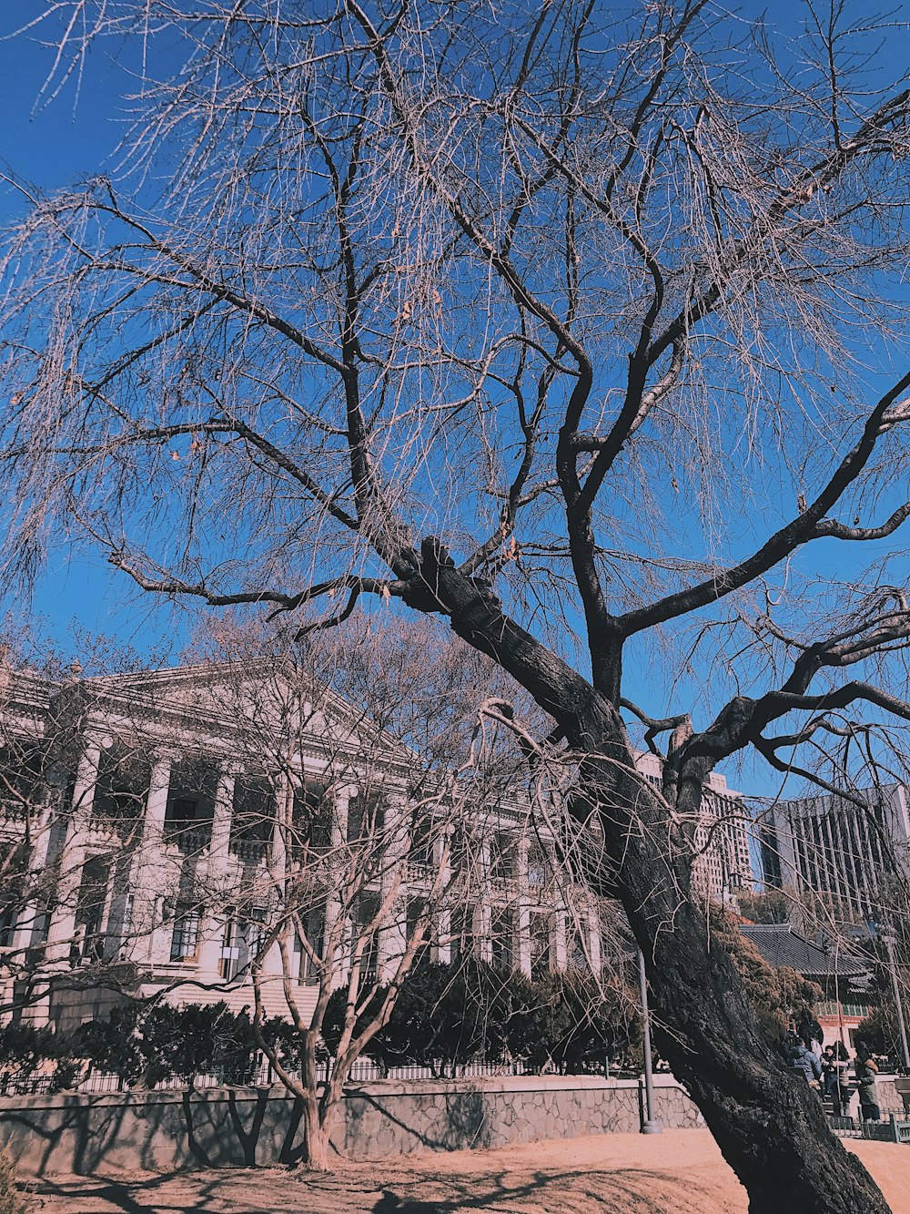 bare tree near brown concrete building during daytime