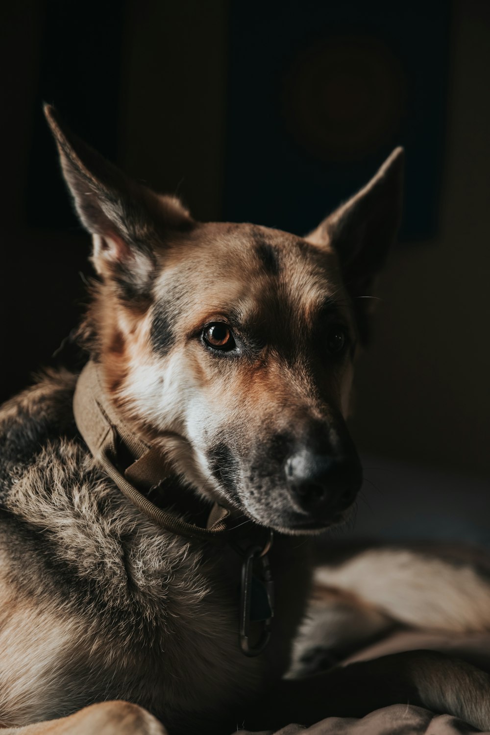 black and tan german shepherd