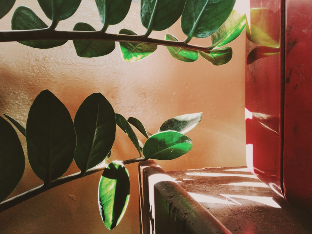 green leaves on red textile