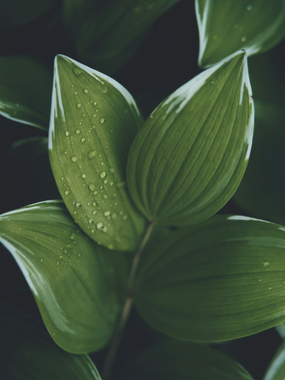 water droplets on green leaf