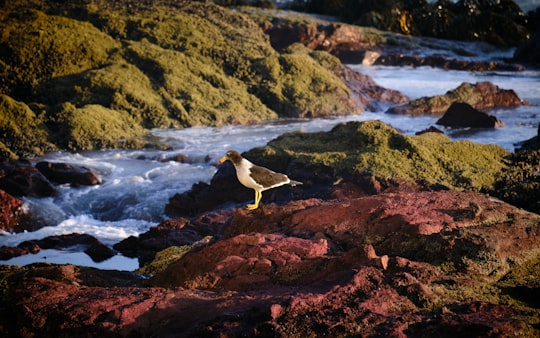 white and brown bird on brown rock near body of water during daytime in Iquique Chile