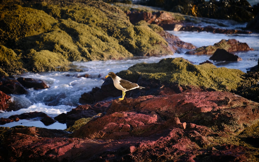 white and brown bird on brown rock near body of water during daytime