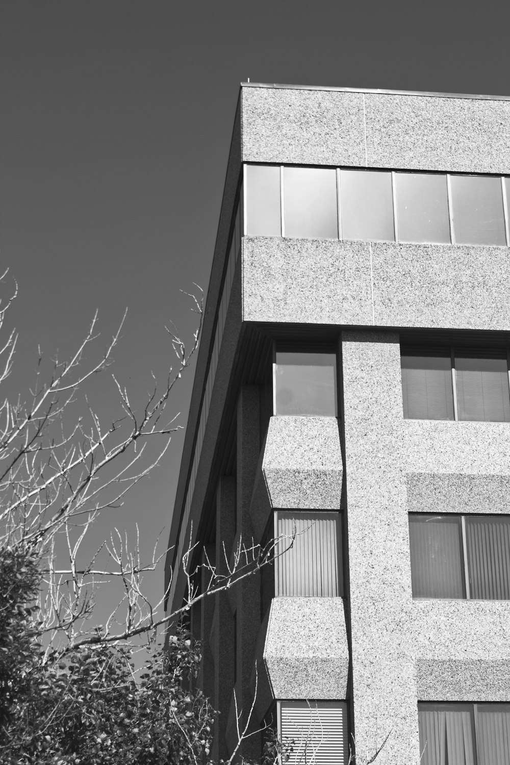grayscale photo of leafless tree near building