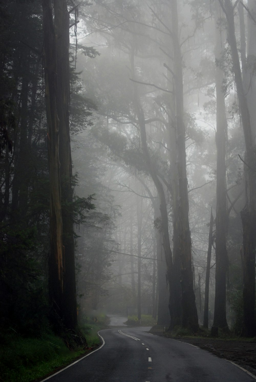 green trees covered with fog