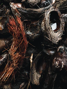 Close-up of raw, rough coconut shells before processing.